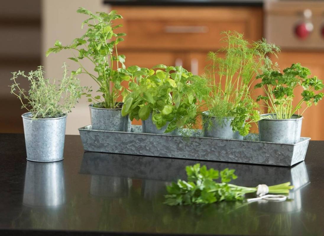 Galvanized tin is what makes this charming tray-and-planters set so versatile and appealing. Ea ...