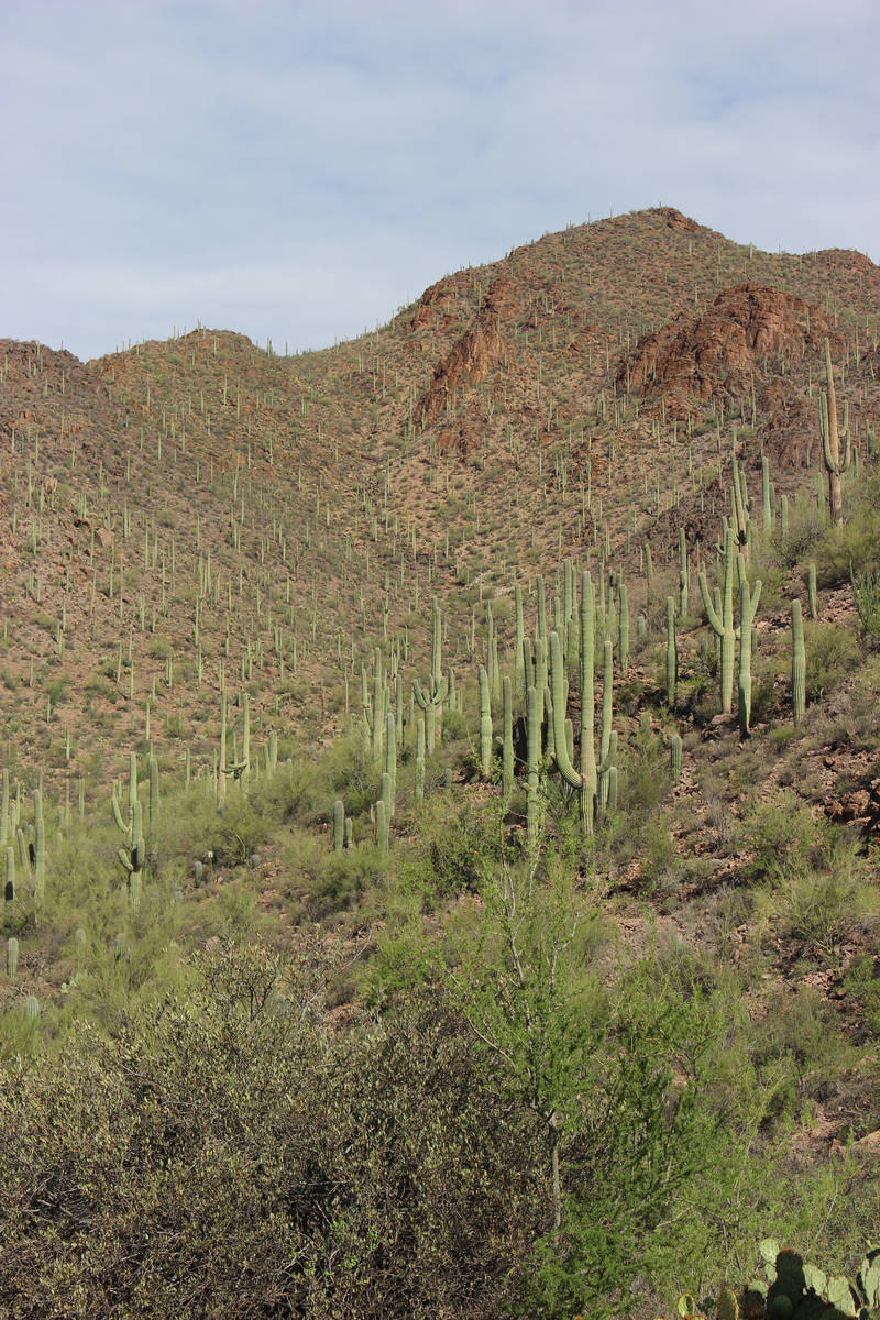 Saguaro cactus fill a hillside near Tucson, Arizona. (Deborah Wall)