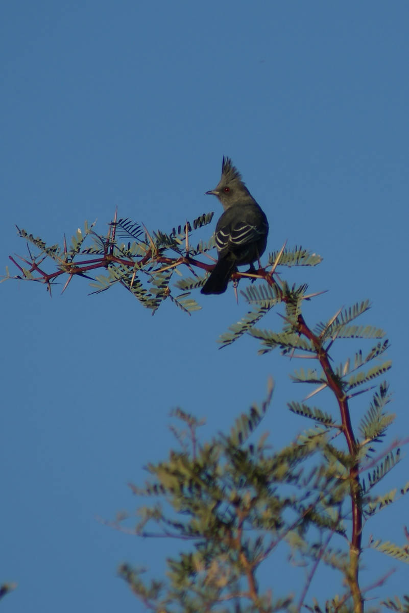 Close-up of a phainopepla, a regular sight at Dunes Discovery Area because of the presence of m ...