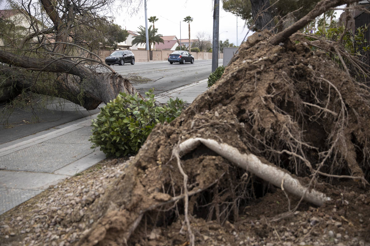 A fallen tree blocks two southbound lanes on North Commerce Street near West Craig Road in Nort ...