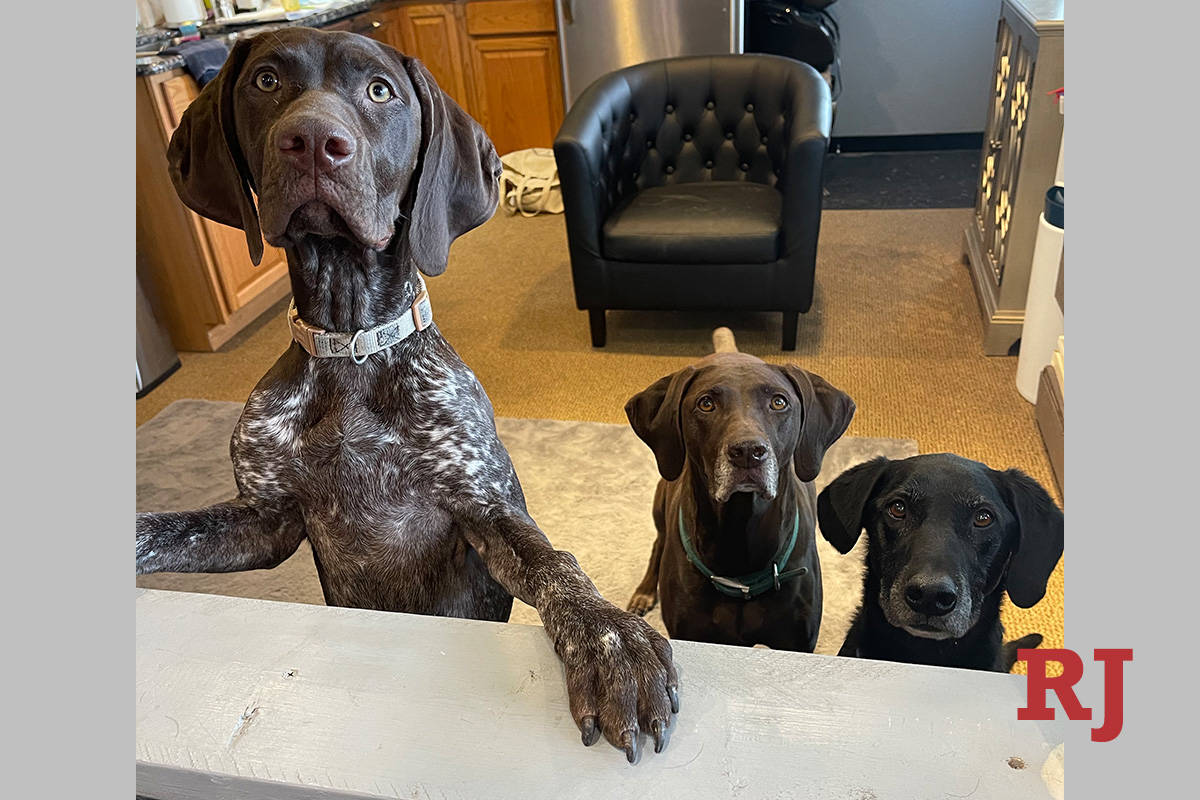 Dylan Hazelhurst's three dogs from left to right: Annie, Sienna and Achilles. The three dogs an ...