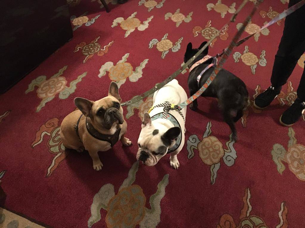 Lady Gaga's three French bulldogs are shown at The Mansion Dining Room in late-2019. (R.J. Cipr ...
