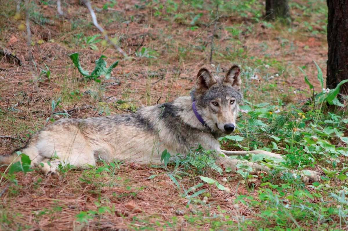 A gray wolf (OR-93) is seen near Yosemite, Calif. (California Department of Fish and Wildlife v ...