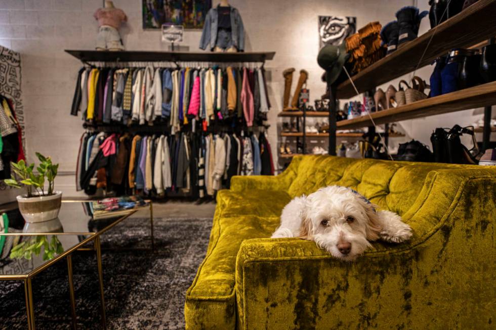 Shop owner Taylor Rice’s dog Charlie is frequently featured in Alt Rebel’s social media pos ...