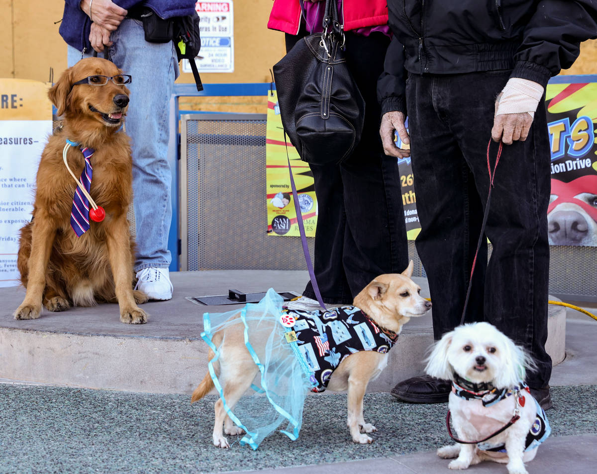 Dogs dressed as superheroes, from left, Rusty the therapy dog, Dede and Sammy during a donation ...