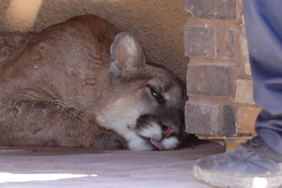 In this July 18, 2020, file photo, a mountain lion lays on the ground after getting tranquilize ...
