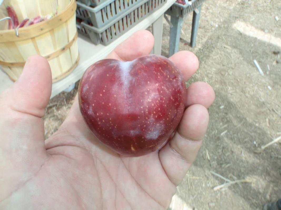 A Sweet Treat Pluerry can be pollinated by a Flavor King pluot and vice versa. (Bob Morris)