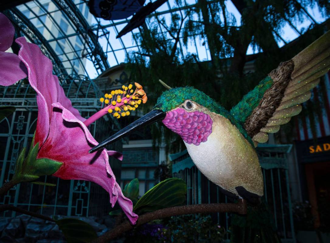 A giant hummingbird is displayed at the Chelsea Garden at the Bellagio Conservatory, honoring t ...