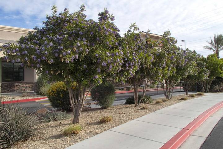 Texas mountain laurel is a native tree from Chihuahuan Desert. (Bob Morris)