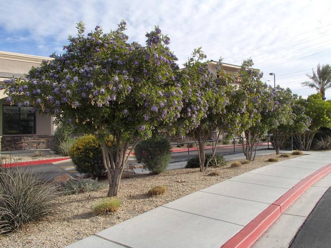 Texas mountain laurel is a native tree from Chihuahuan Desert. (Bob Morris)