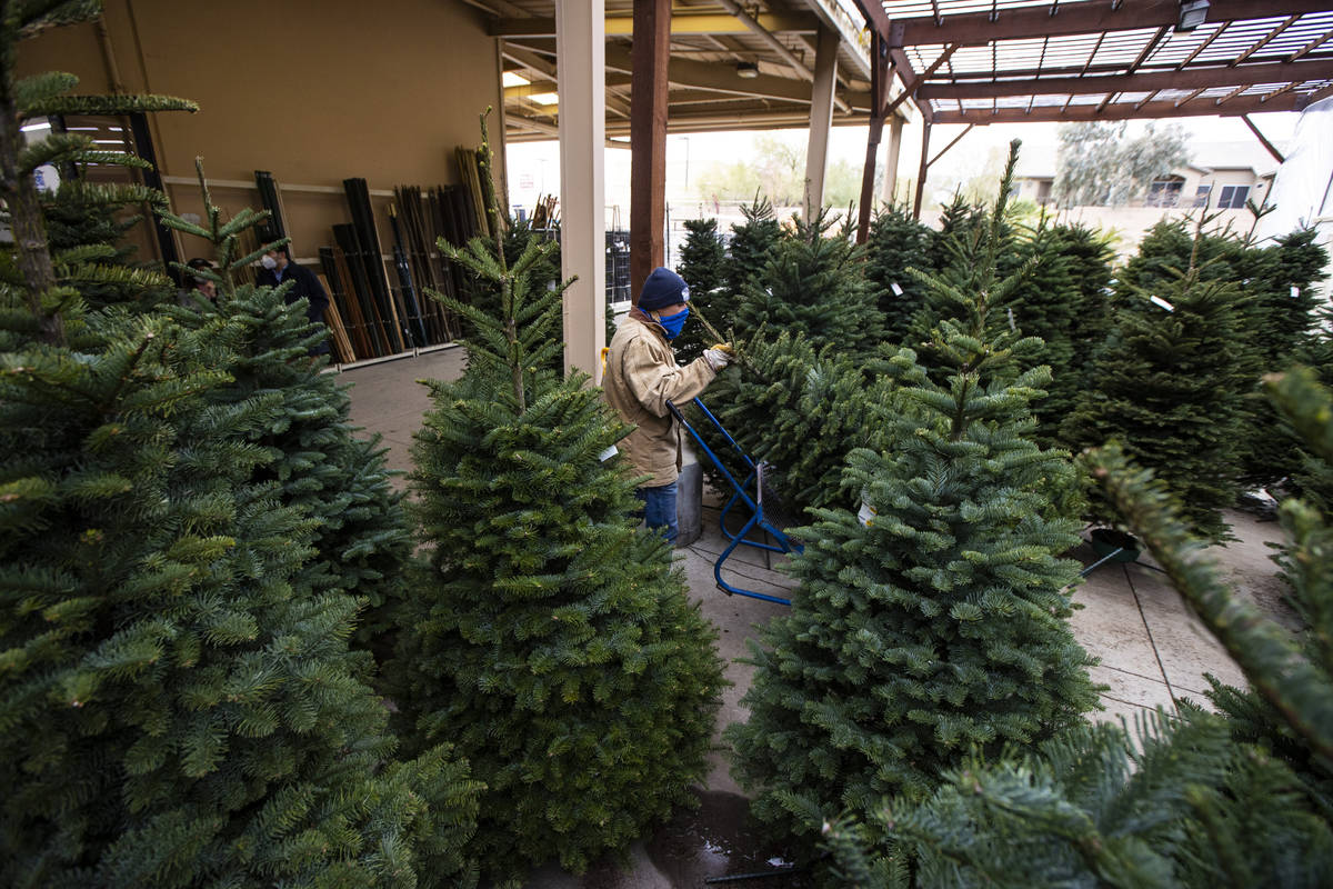 Brian Beeler, in outdoor sales at Star Nursery, moves a Christmas tree at Star Nursery in Las V ...