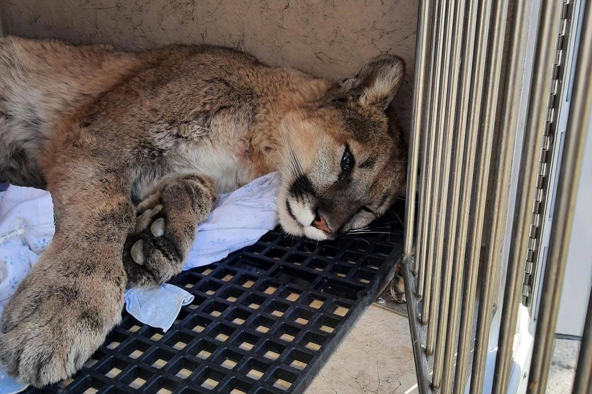 A captured and tranquilized mountain lion in a Clark County Animal Control vehicle before being ...