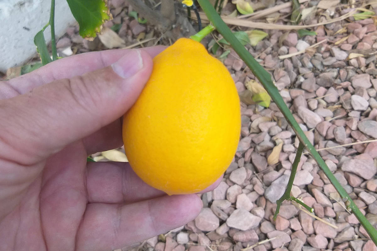 Meyer lemon is not a true lemon at all but rather a hybrid citrus fruit. Here a mature Meyer le ...