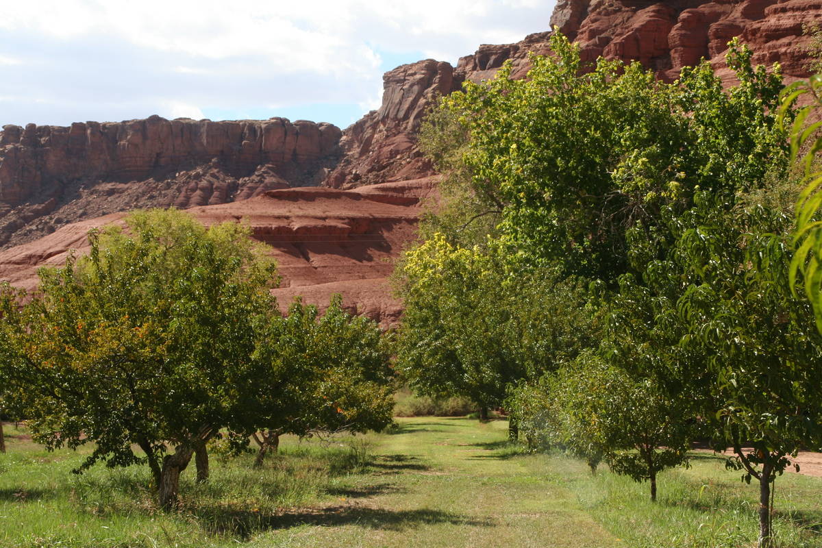 The orchards at Lonely Dell Historic Ranch. (Deborah Wall/Las Vegas Review-Journal)