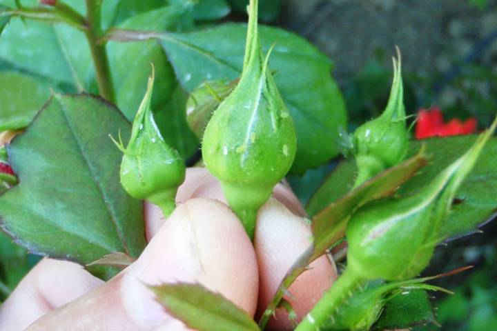 Aphids appear as soon as new leaves and flowers appear. The mother aphids start producing livin ...