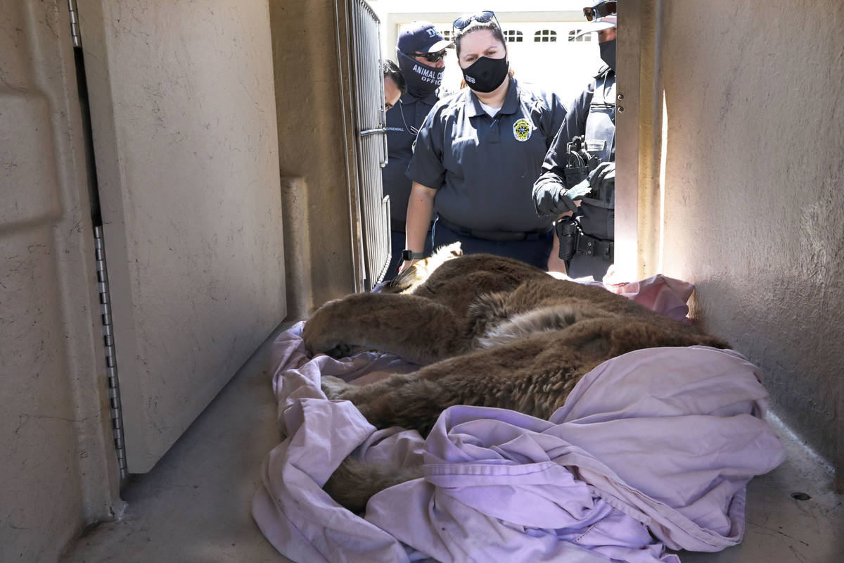 A mountain lion lies in a van after it was tranquilized and captured around Sweet Dreams Court ...