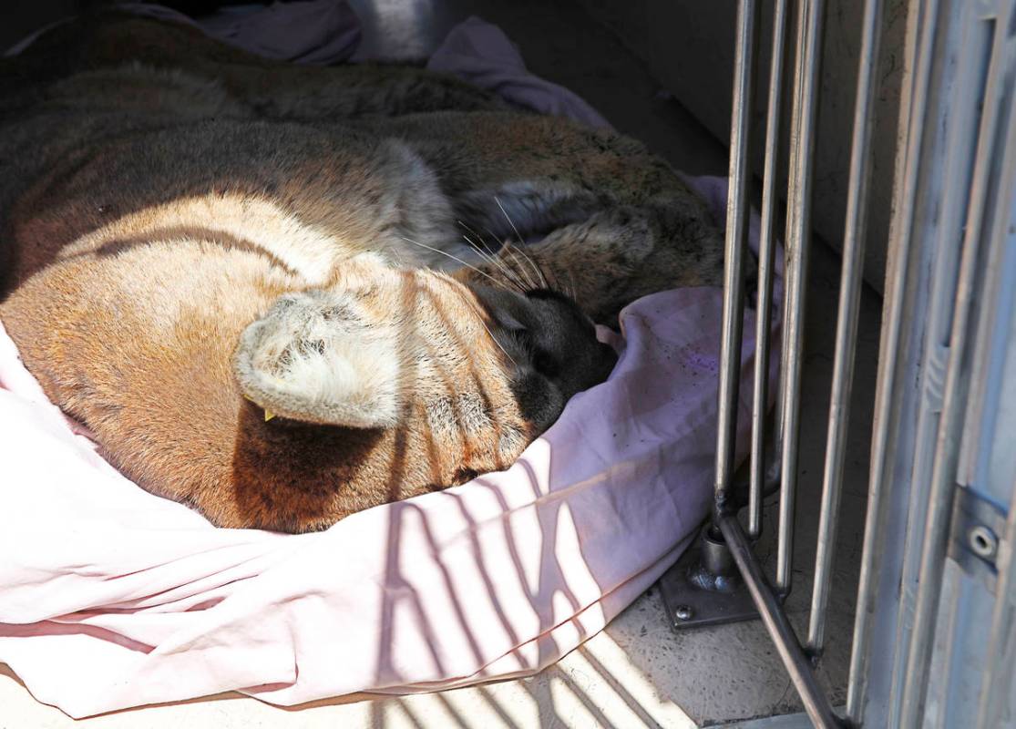 A mountain lion lies in a van after it was tranquilized and captured around Sweet Dreams Court ...