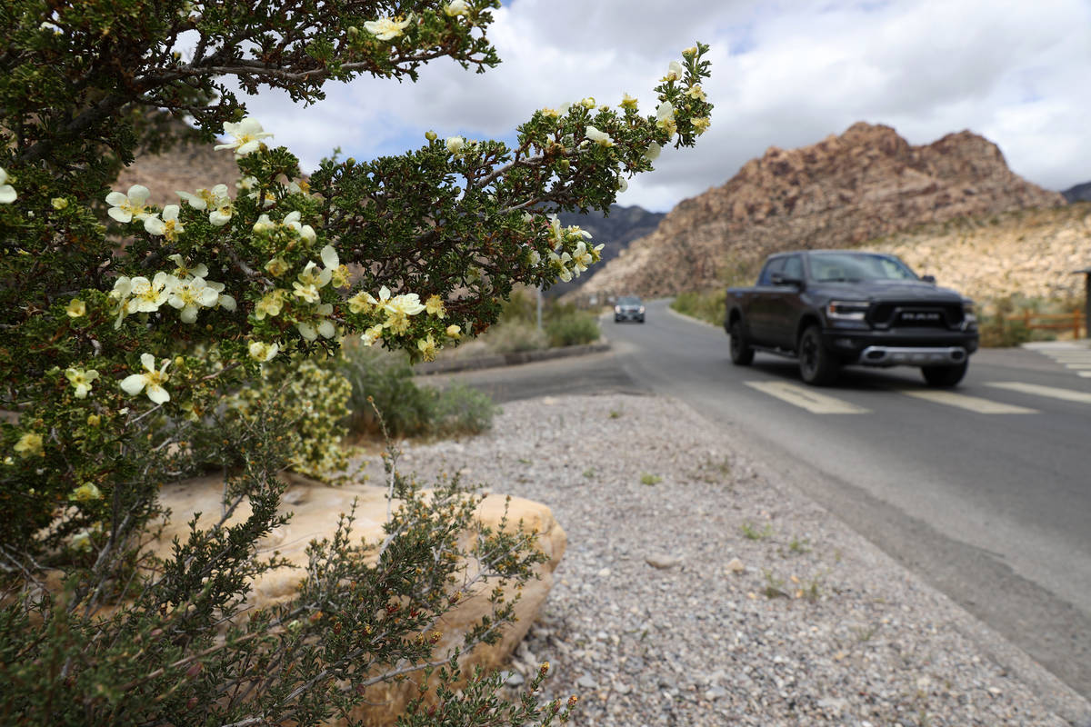 Wildflowers grow along the Red Rock Canyon Scenic Loop in Las Vegas, Tuesday, April 27, 2021. ( ...