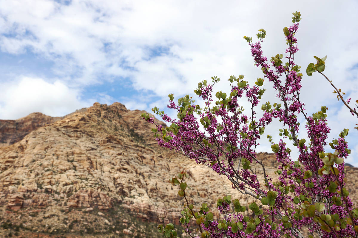 Wildflowers grow along the Red Rock Canyon Scenic Loop in Las Vegas, Tuesday, April 27, 2021. ( ...