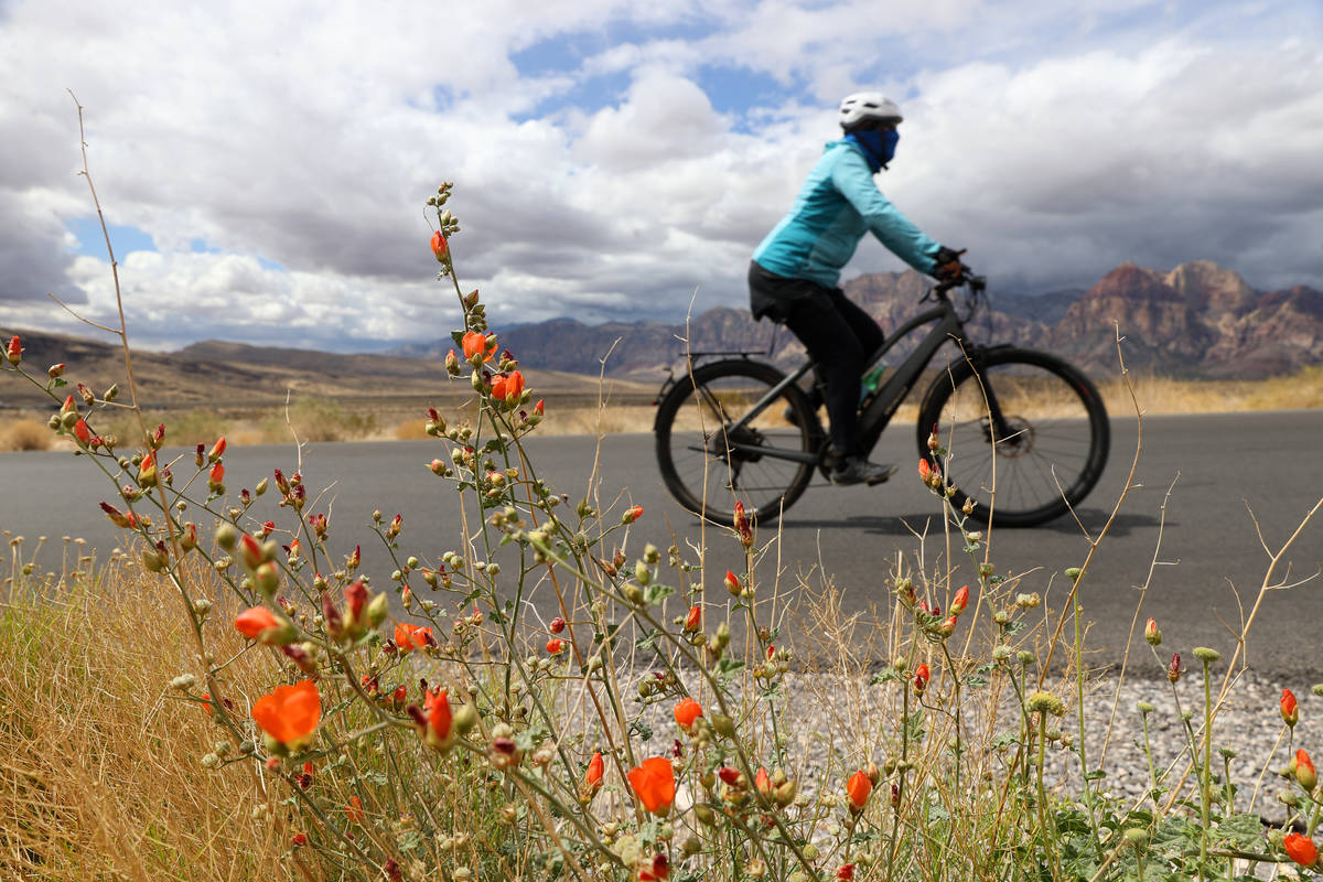 Wildflowers grow along the Red Rock Canyon Scenic Loop in Las Vegas, Tuesday, April 27, 2021. ( ...