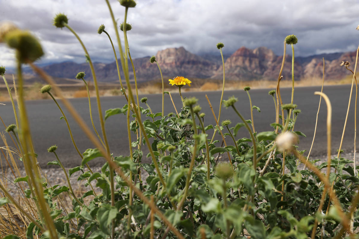 Wildflowers grow along the Red Rock Canyon Scenic Loop in Las Vegas, Tuesday, April 27, 2021. ( ...