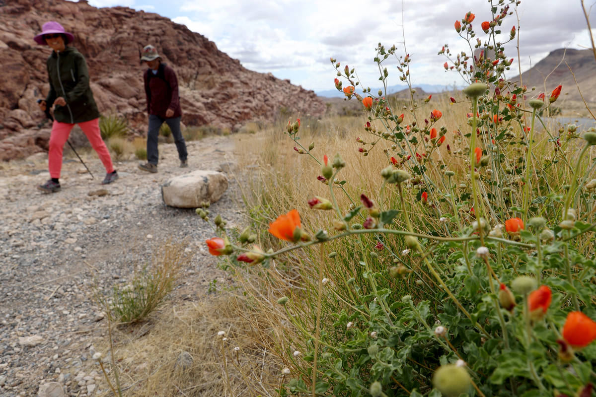 Wildflowers grow along the Red Rock Canyon Scenic Loop in Las Vegas, Tuesday, April 27, 2021. ( ...