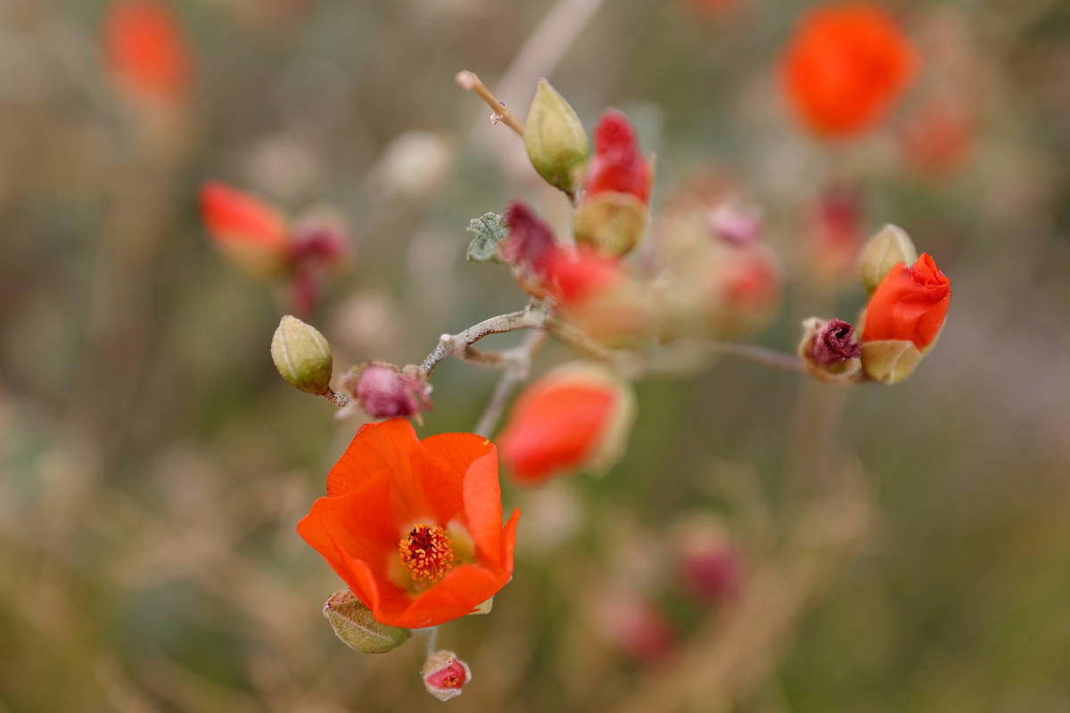 Wildflowers grow along the Red Rock Canyon Scenic Loop in Las Vegas, Tuesday, April 27, 2021. ( ...