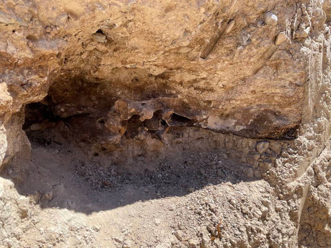 Bones believed to be from a horse that died 6,000 to 9,000 years ago were found Monday while wo ...