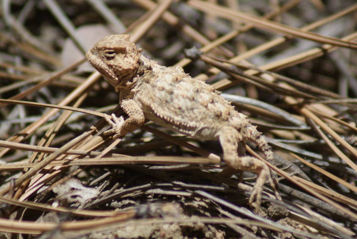 Juvenile horned lizard remains perfectly still in hopes of avoiding detection along the Potato ...