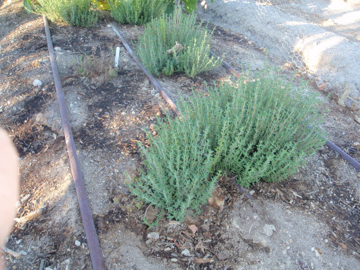 Weeds growing in rock are best killed with a flame weeder. (Bob Morris)
