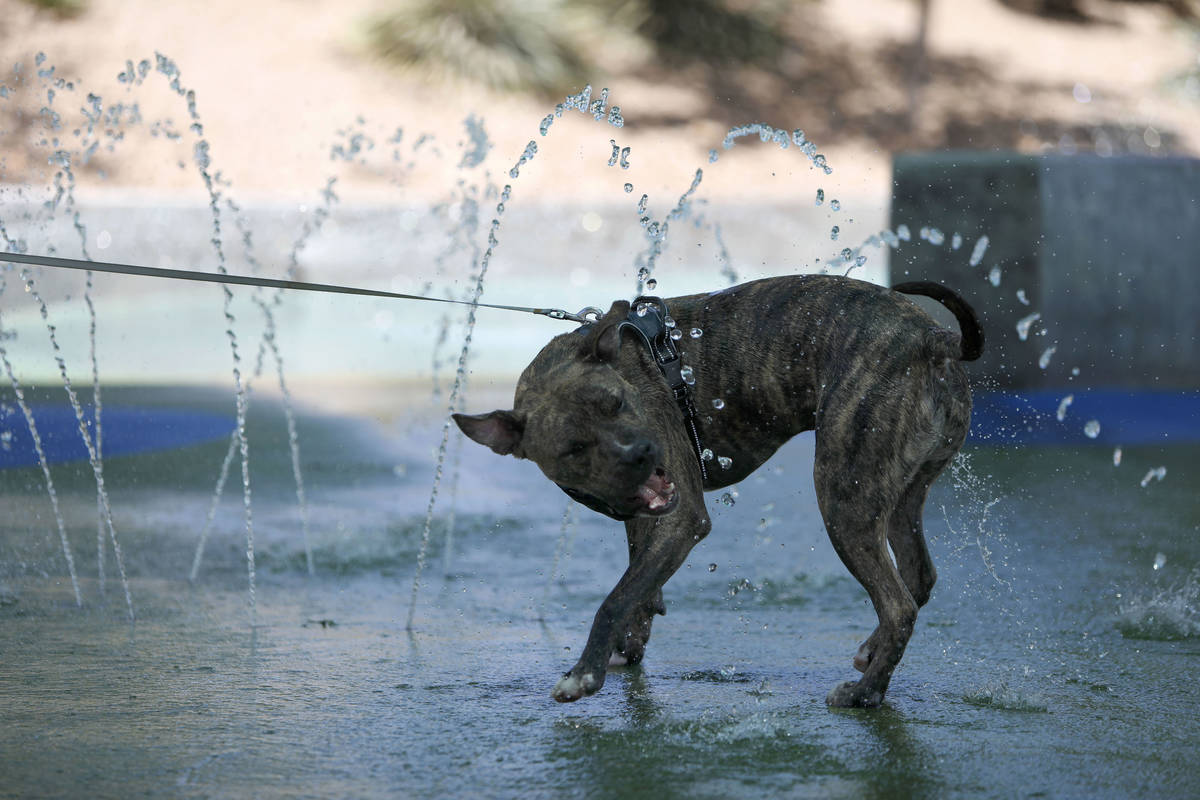 Butters, Las Vegas resident Lisa Klosowski's dog, cools off at the Paseos Park splash pad in La ...