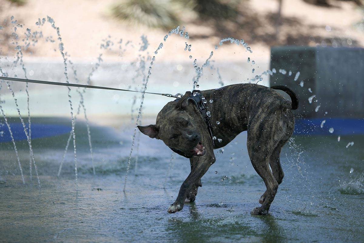 Cooling off will be required by many in the Las Vegas Valley as a high of 90 is forecast for Su ...