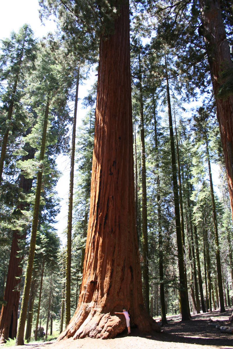 Look closely and you'll see a tree hugger in Sequoia National Park. (Deborah Wall Las Vegas Rev ...