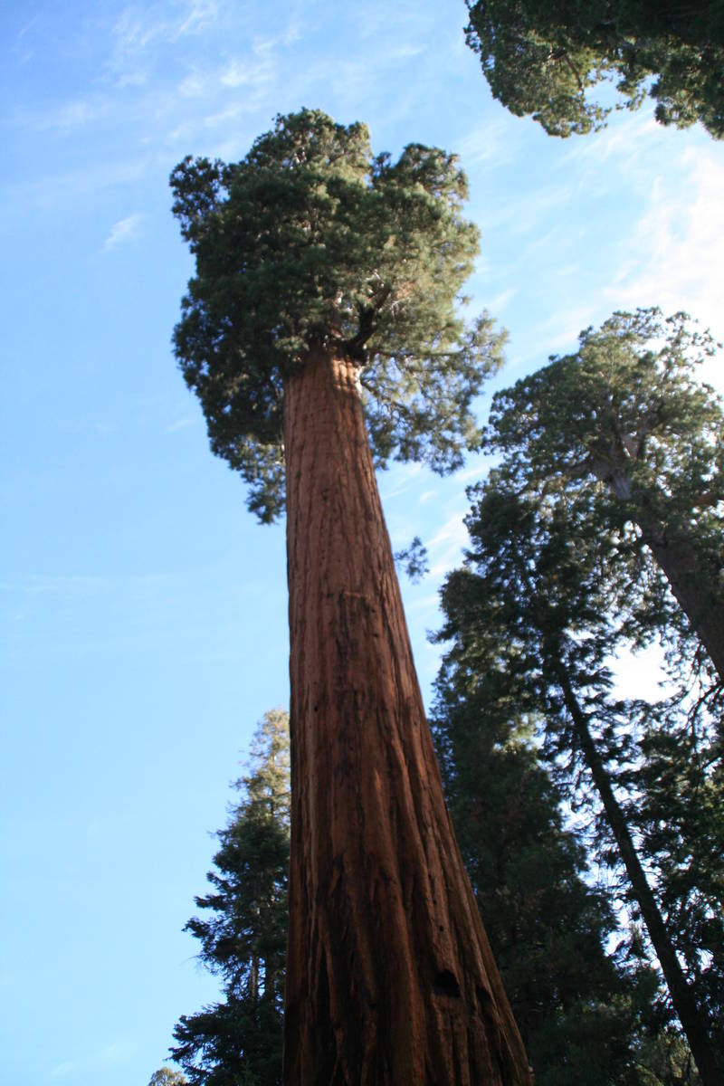 Sequoia trees grow naturally only on the west slope of the Sierra Nevada. (Deborah Wall Las Veg ...