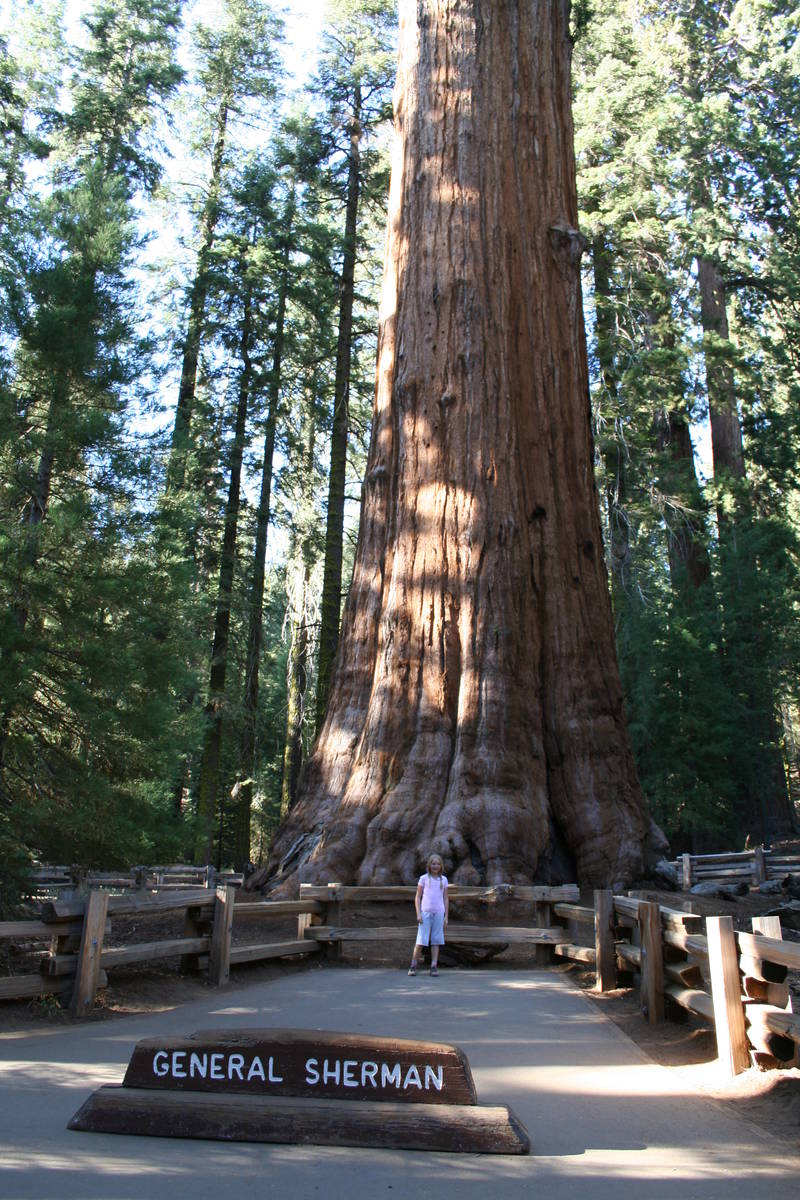 The 275-foot-tall General Sherman tree weighs an estimated 2.7 million pounds and has a circumf ...