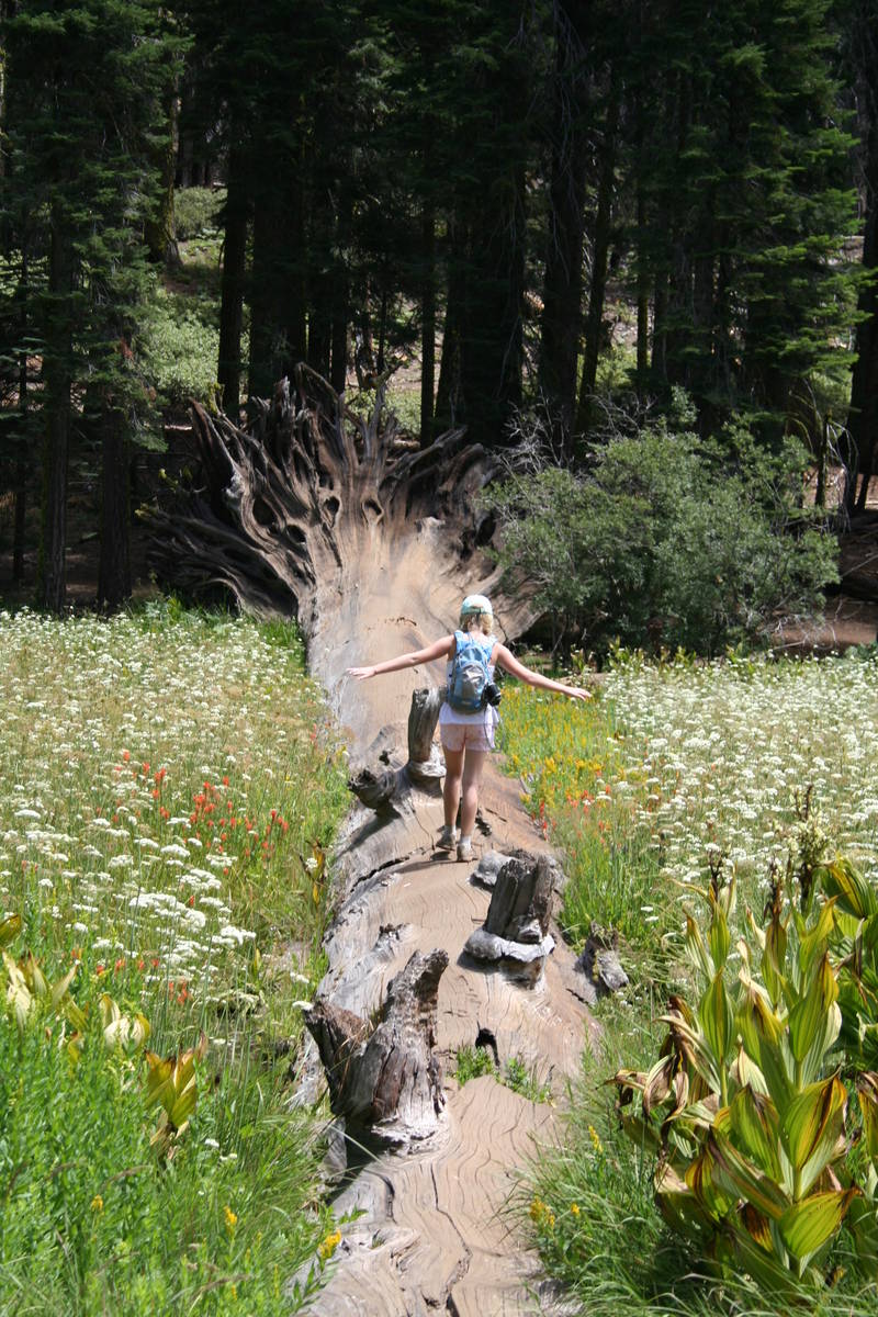 A child walk along a fallen sequoia tree in Crescent Meadow. (Deborah Wall Las Vegas Review-Jou ...