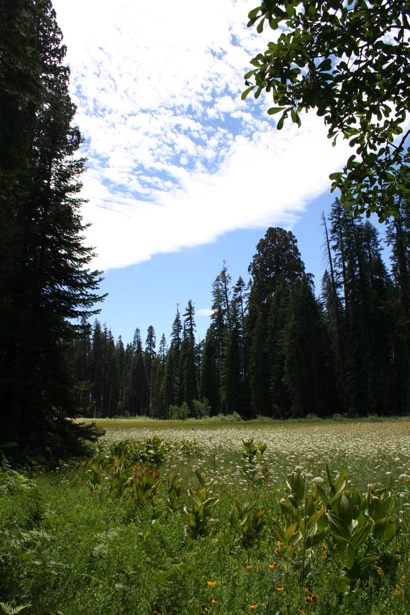John Muir called Crescent Meadow “The Gem of the Sierra.” (Deborah Wall Las Vegas Review-Jo ...