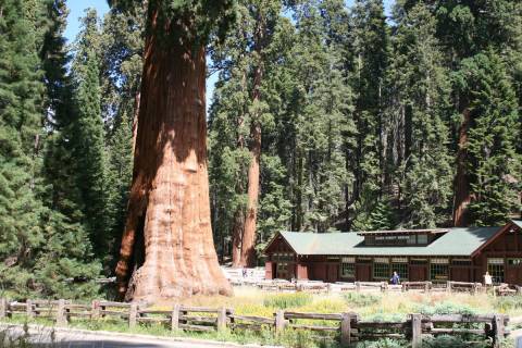 The Giant Forest Museum in Sequoia National Park. (Deborah Wall Las Vegas Review-Journal)