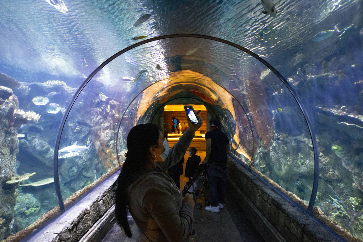 Visitors to the Shark Reef Aquarium at Mandalay Bay take photos throughout the experience on Mo ...