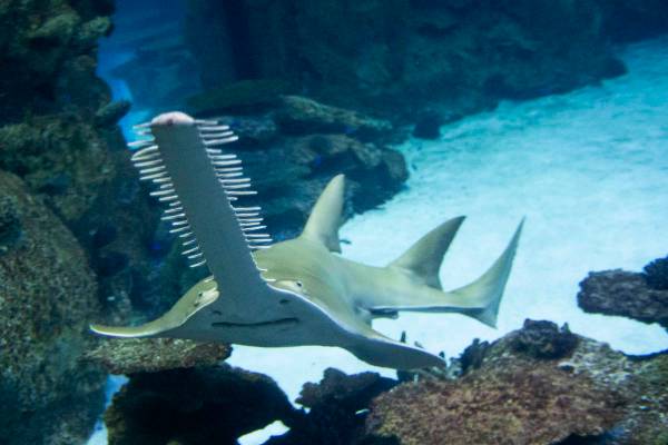 A saw shark swims at the Shark Reef Aquarium at Mandalay Bay on Monday, Nov. 30, 2020, in Las V ...