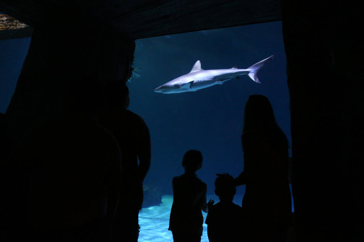 Visitors check out the aquarium at Shark Reef at Mandalay Bay in Las Vegas Monday, July 22, 201 ...