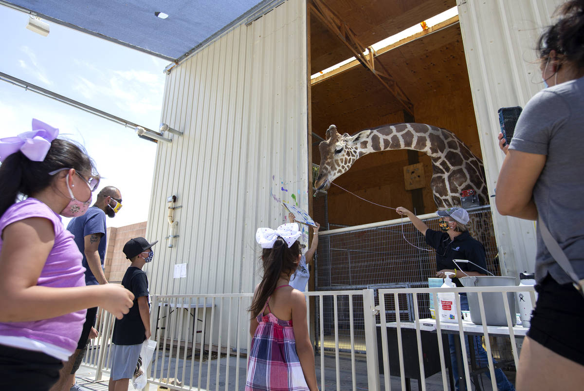 Ozzie the giraffe paints a picture at the Lion Habitat Ranch on Monday, July 13, 2020, in Hende ...