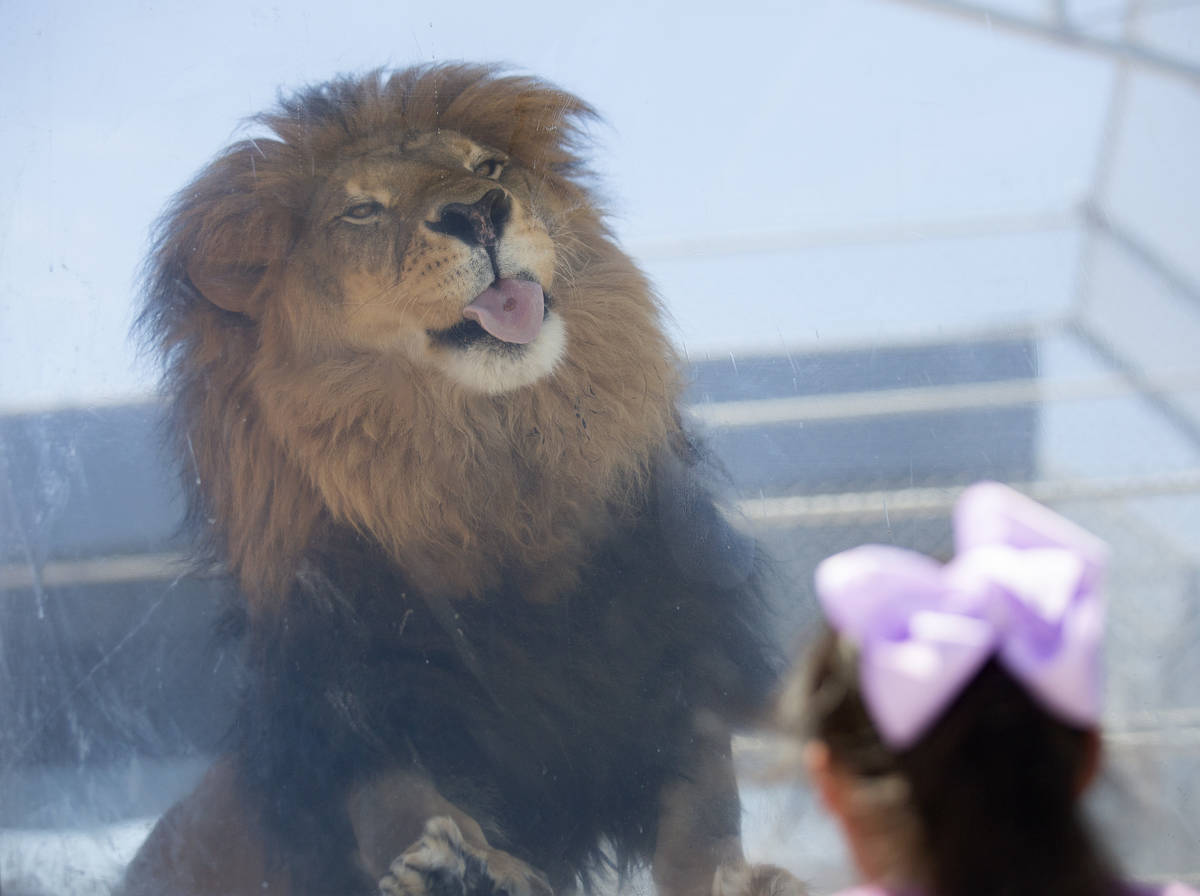 Bentley licks raw meat from the window of his cage at the Lion Habitat Ranch on Monday, July 13 ...