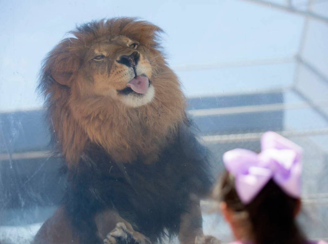 Bentley licks raw meat from the window of his cage at the Lion Habitat Ranch on Monday, July 13 ...