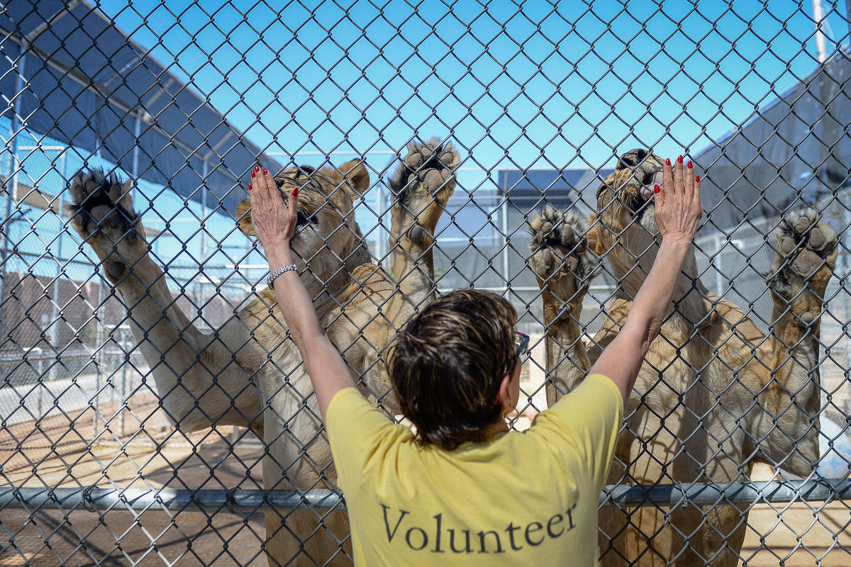 Laney Gutstein, a volunteer from Henderson, feeds a pair of lionesses at the Lion Habitat Ranch ...