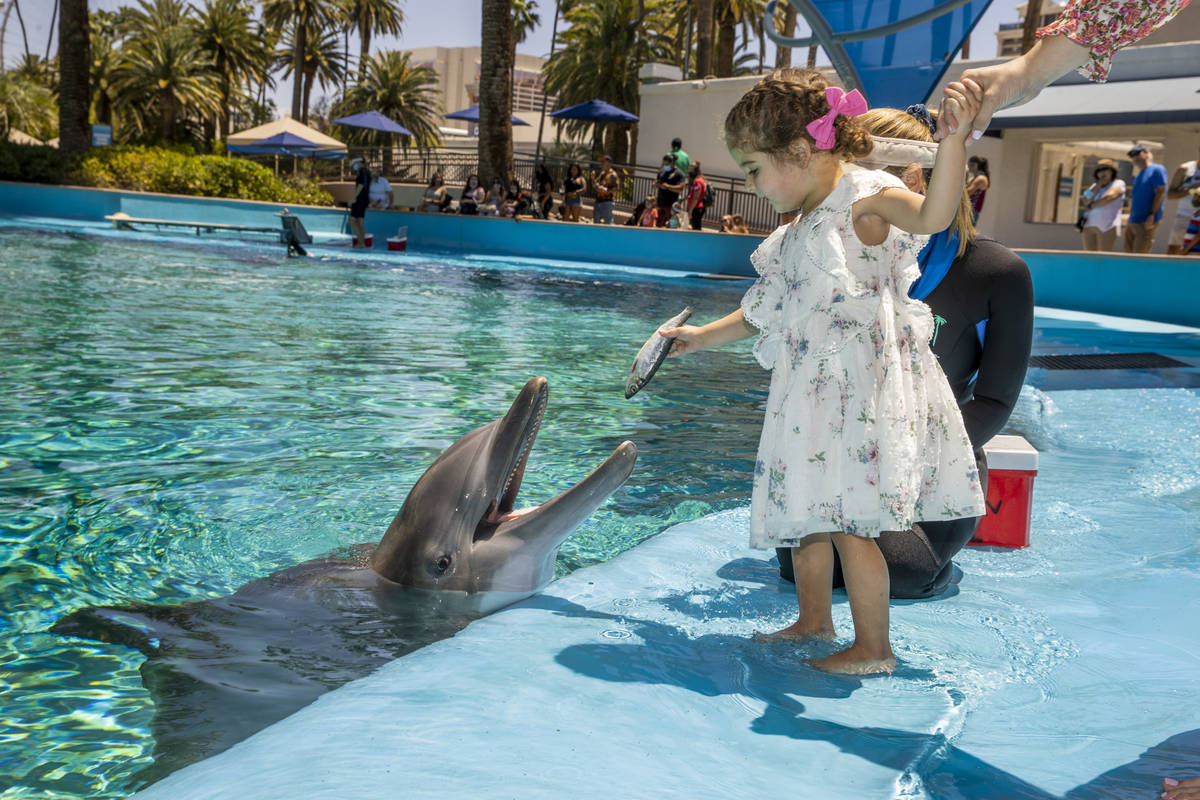 Sophie Santos, 3, center, feeds Maverick with instructions from Dolphin Care Specialist Jen Sch ...