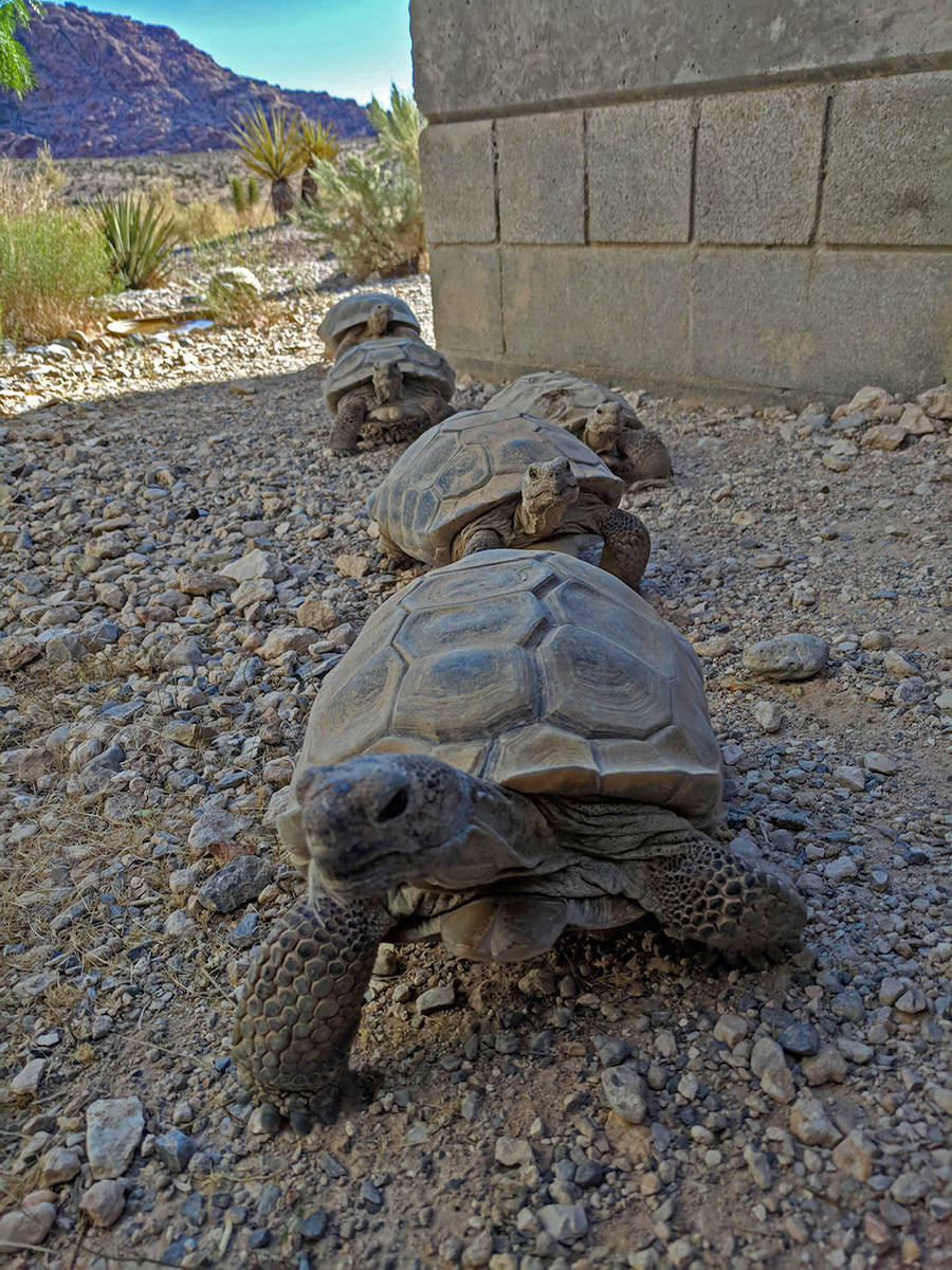 Tortoises on the march at the Red Rock Canyon Tortoise Habitat. (Friends of Red Rock Canyon)