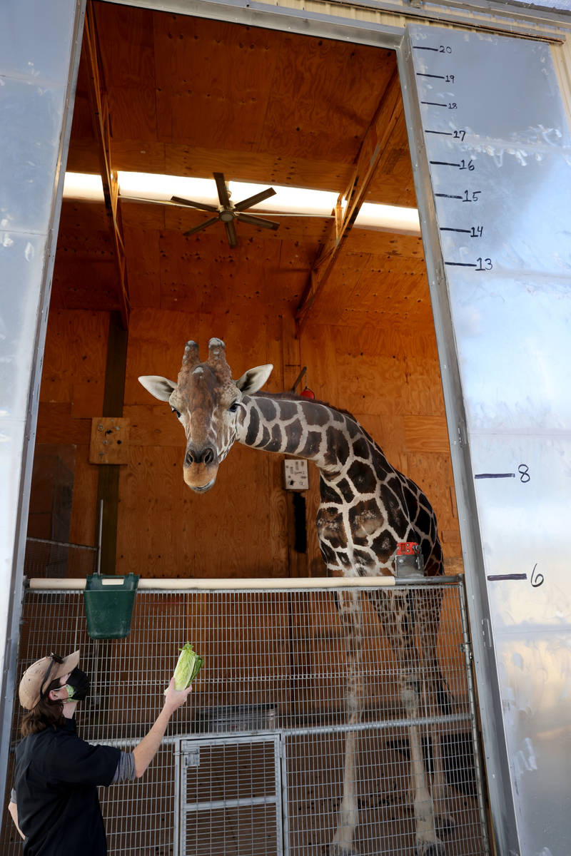 Ozzie the giraffe greets Keeper/Trainer Megan Oberg during a week-long celebration of his 7th b ...