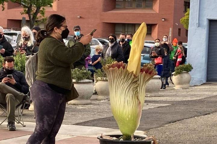 People line up to take photos with a rare corpse flower in Alameda, Calif., on May 17, 2021. (P ...