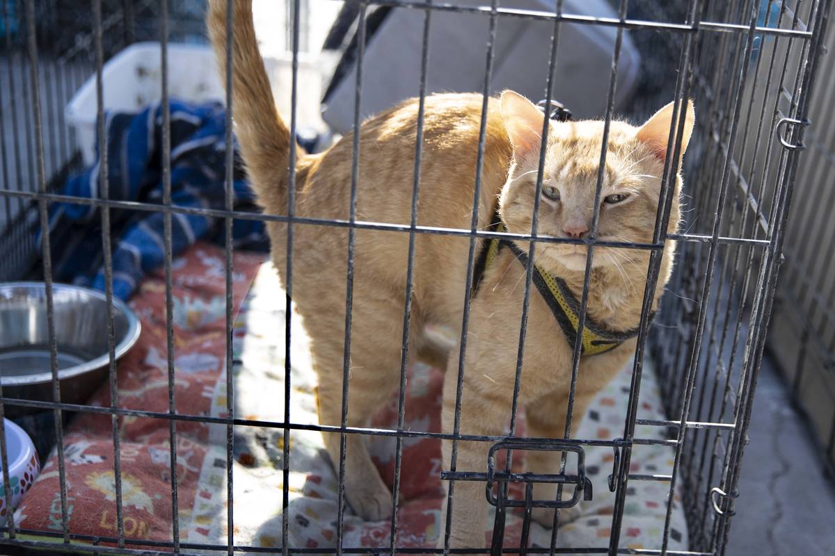 Tigger is seen inside her kennel at the Courtyard Homeless Resource Center, on Friday, May 21, ...